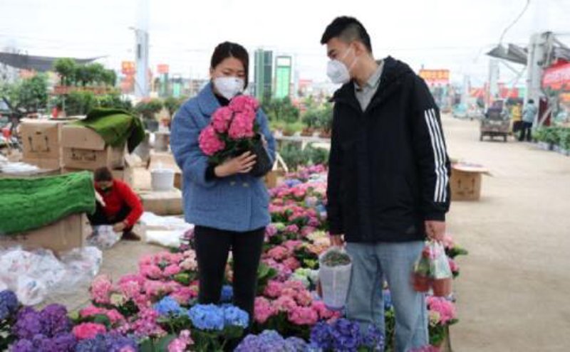 鲜花盆栽市场动向与零售趋势