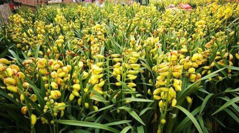 花卉市场的最新潮流——关注江北区花卉批发基地